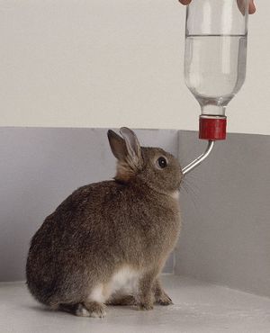 Вода в жизни кроликов