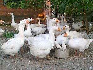 Виды домашних пород гусей