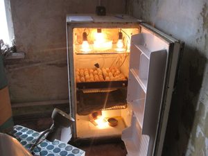 Способ изготовления инкубатора для перепелов из холодильника