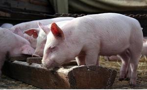 Для чего рекомендуется знать вес свиньи