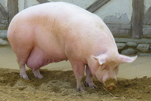 Способ узнать вес свиньи