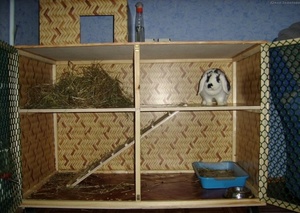 Как создать кролику домик