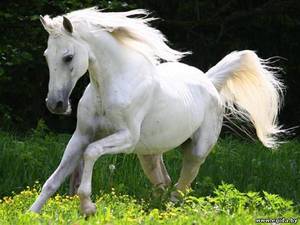 Терская лошадь