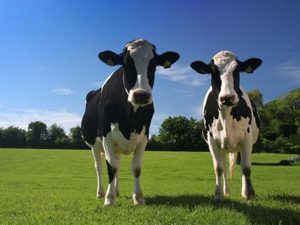 Какая порода коров самая высокоудойная?