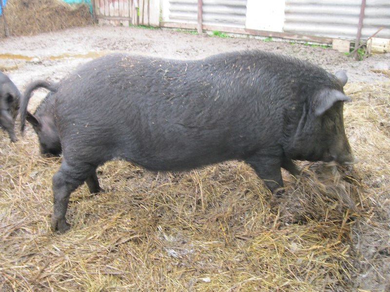Ключевые особенности свиней породы кармалы
