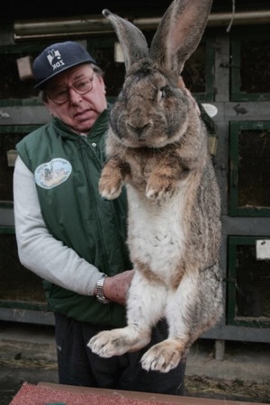 Мясные породы кроликов