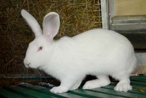 Белый великан порода кроликов