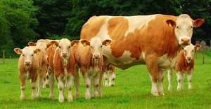 Как кормить симментальскую породу коров