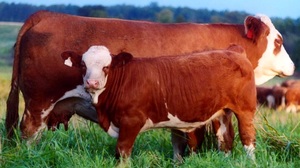Описание породы коровы