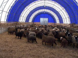 Особенности строительства овчарни