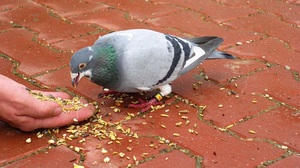 Что едят голуби в домашних условиях
