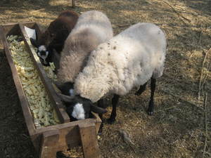 Особенности кормления овец