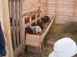 Разведение и содержание овец 