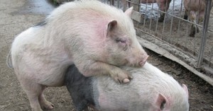 Процесс спаривания у свиней