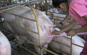 Искусственное осеменение свиноматки