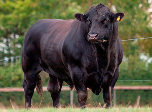 Корова абердин ангус: преимущества породы