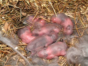  Содержание крольчихи после родов