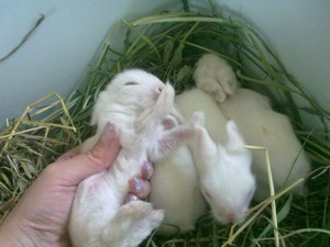 Выращивание крольчат без матери
