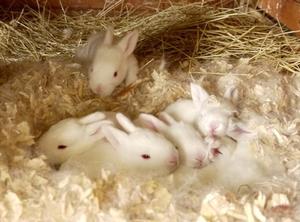  Выращивание маленьких кроликов
