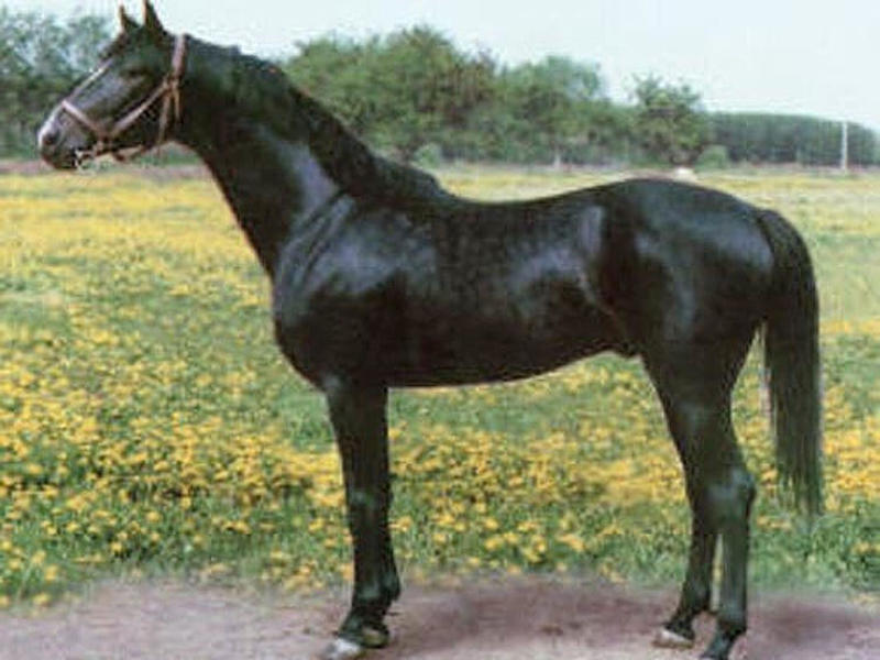 Как выглядит кабардинская порода лошади