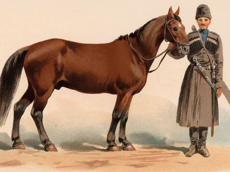 Использование лошадей кабардинской породы