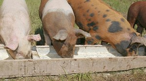 Разведение свиней как бизнес: с чего начать