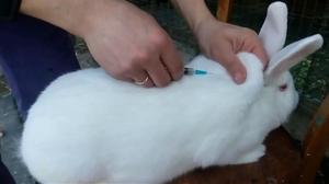 Способ выполнения прививок от миксоматоза кроликам