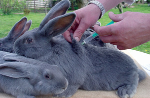 Описание необязательных прививок кроликам