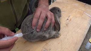 Способ выполнения прививок от бешенства кроликам