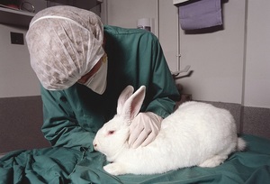 Случаи, когда вакцинация и прививки кроликам бесполезны