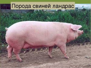 Описание породы свиней