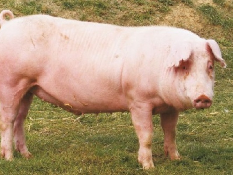 Как правильно кормить свиней