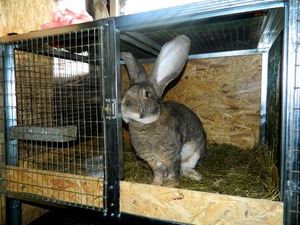 Кролики в заводских клетках
