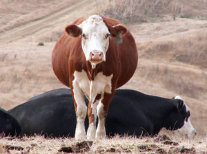 Можно или нет определить стельность коров народными средствами