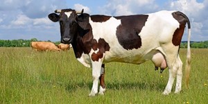 Как определить стельность коровы в домашних условиях